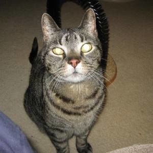 Meet your Posher, Joyce